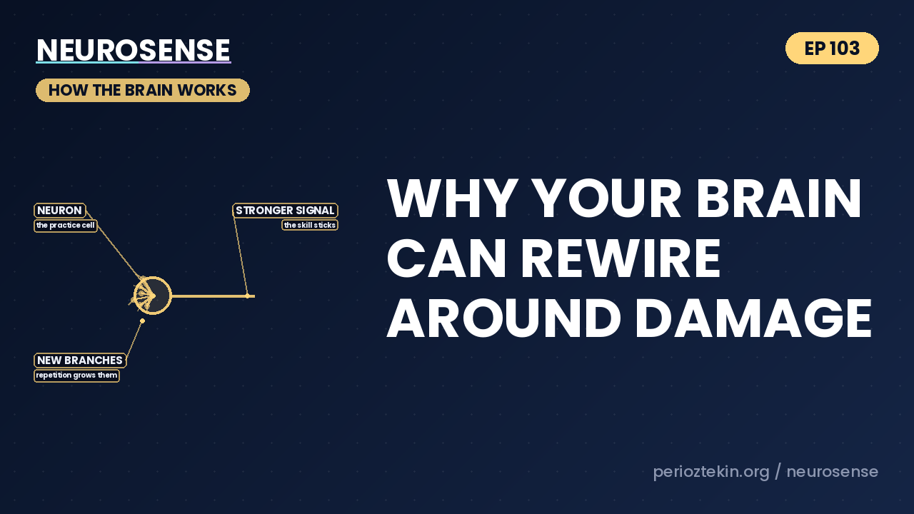 Why Your Brain Can Rewire Around Damage