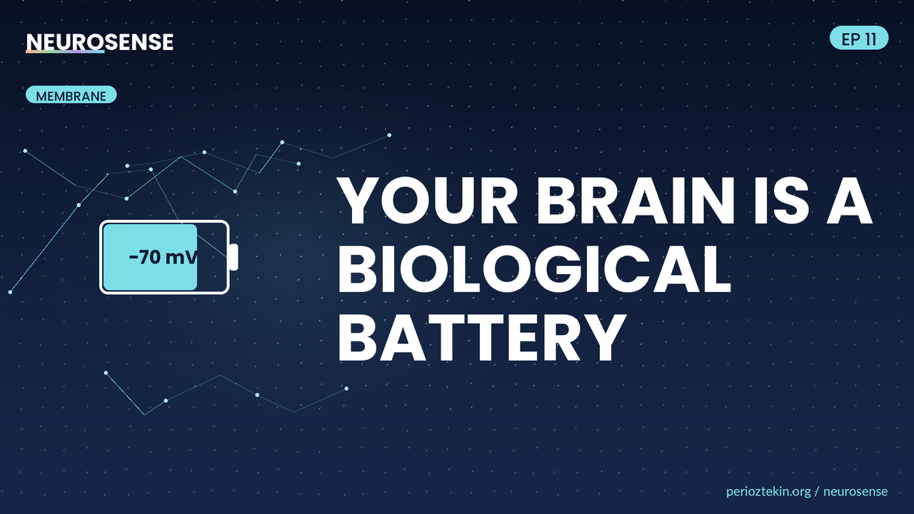 Your Brain Is a Biological Battery