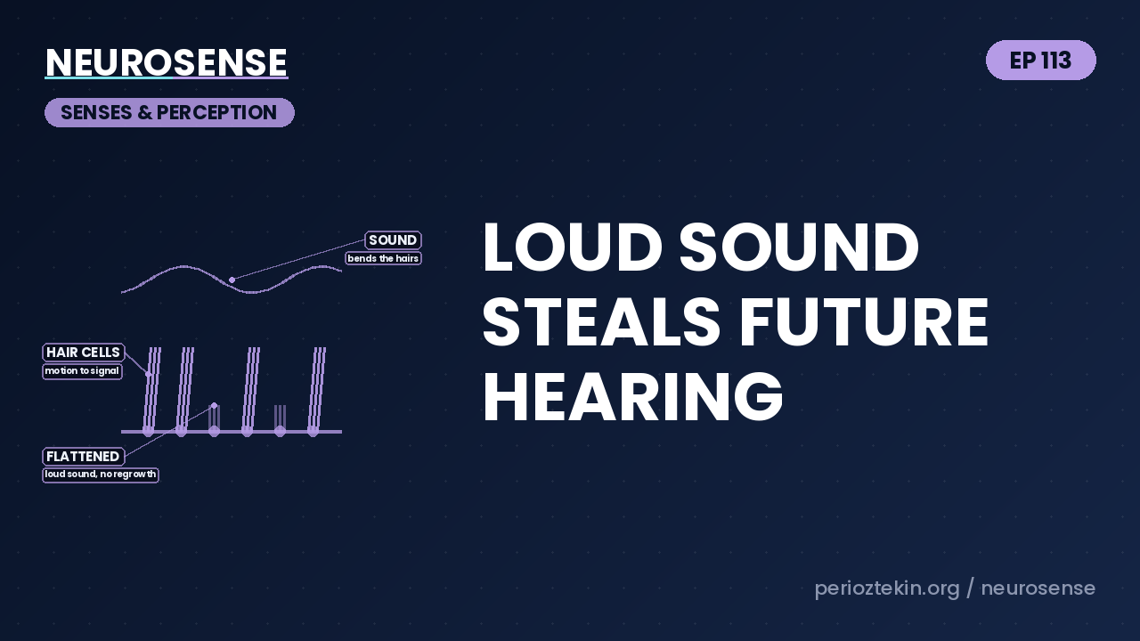 Loud Sound Steals Future Hearing
