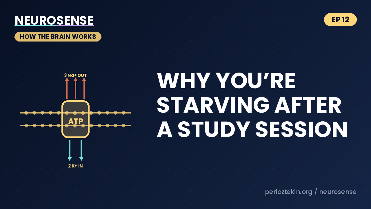 Why You&rsquo;re Starving After a Study Session