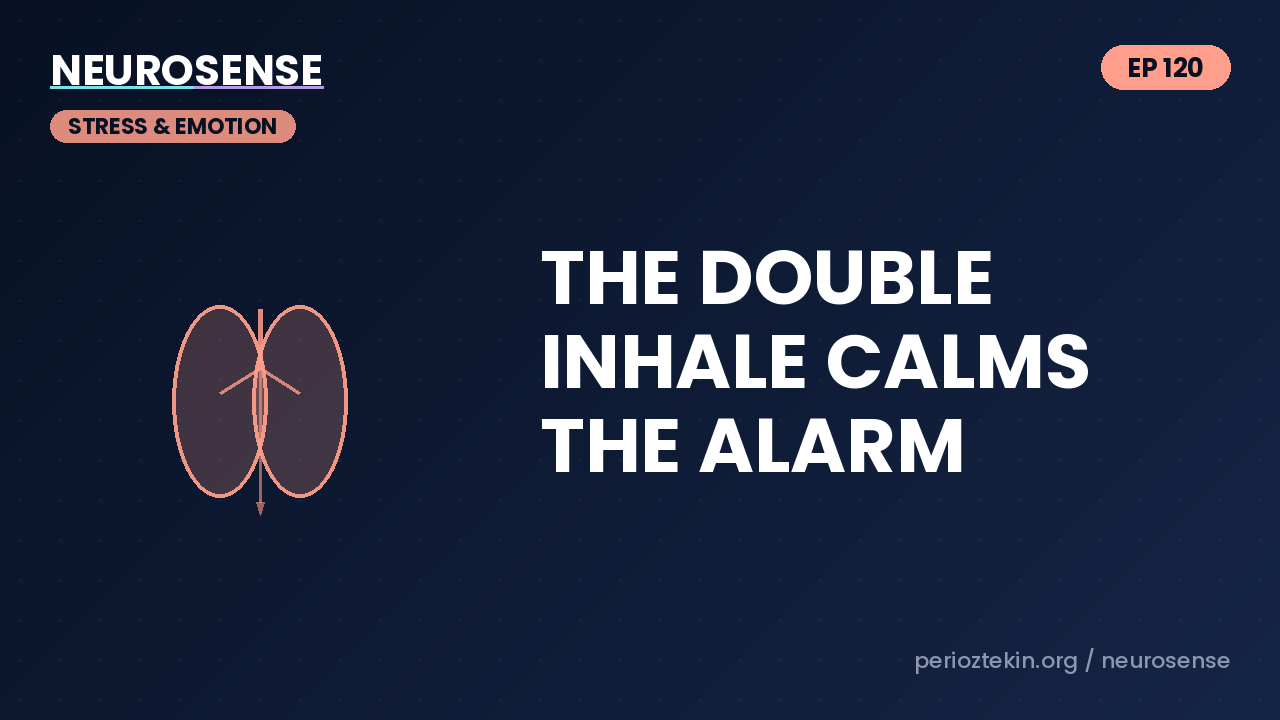 The Double Inhale Calms the Alarm