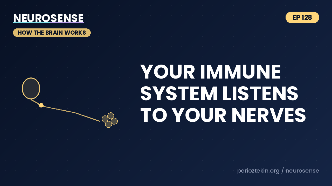 Your Immune System Listens to Your Nerves