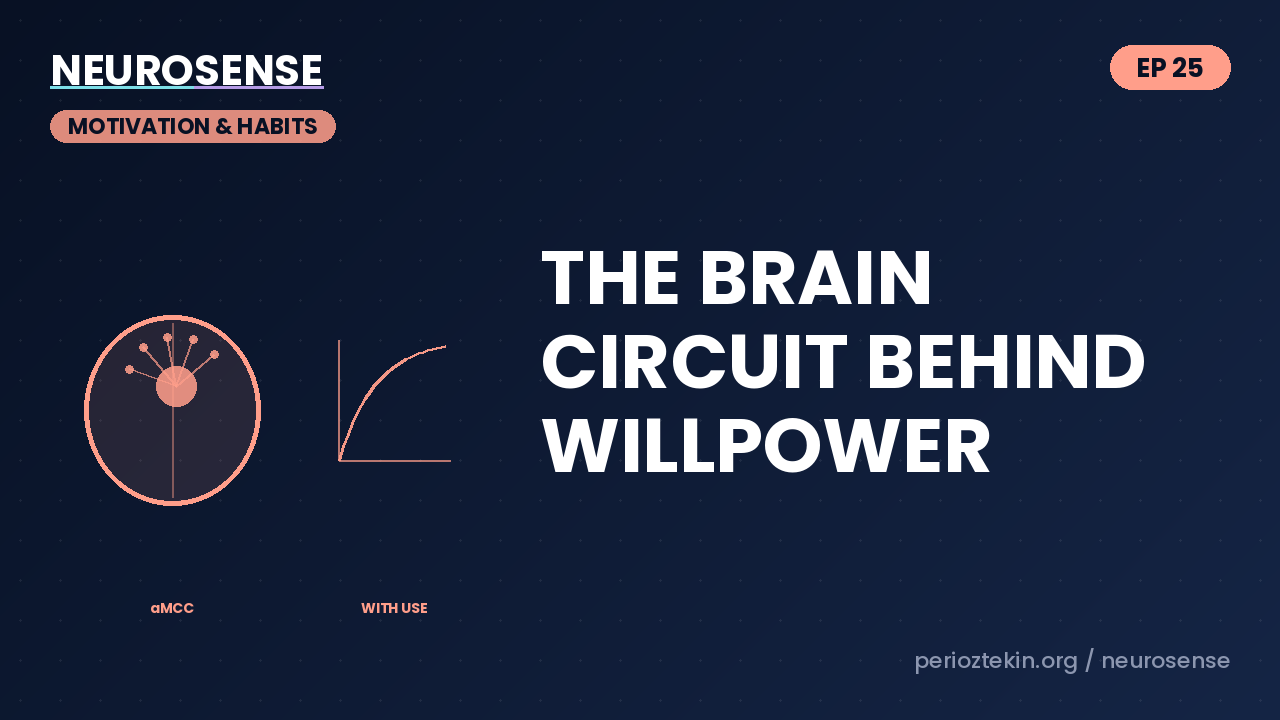 The Brain Circuit Behind Willpower