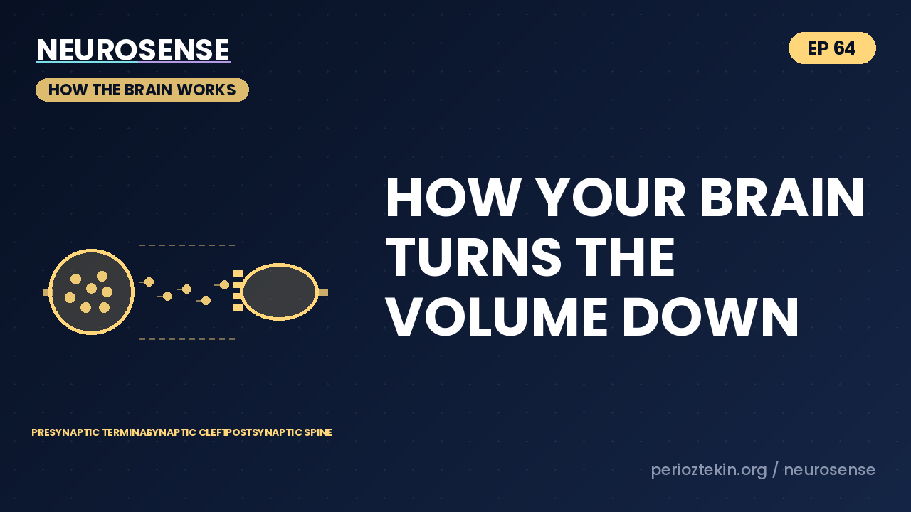 How Your Brain Turns the Volume Down