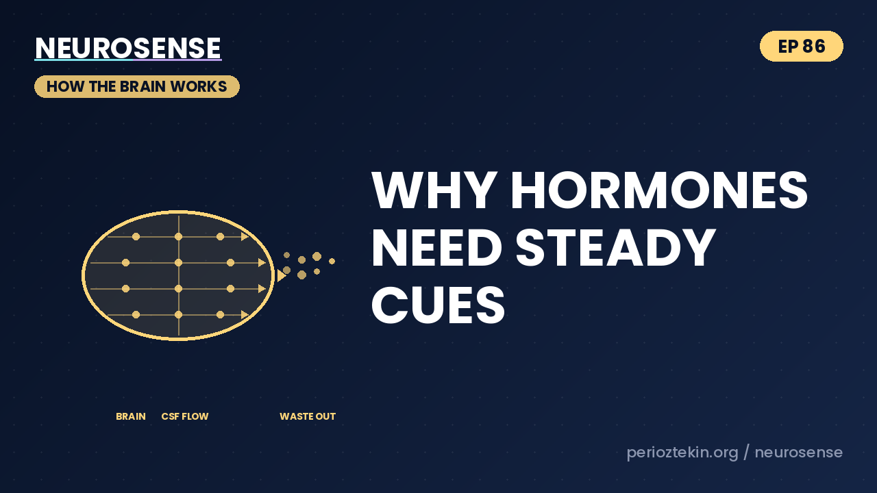 Why Hormones Need Steady Cues