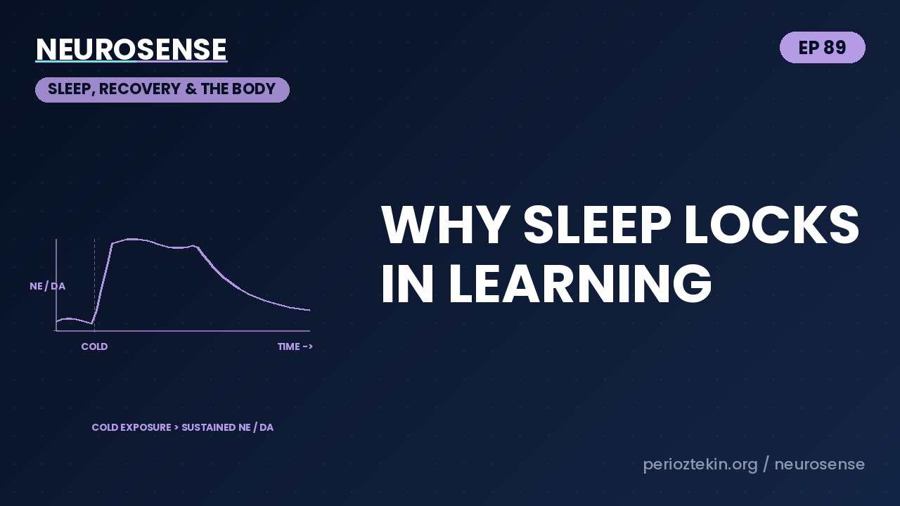 Why Sleep Locks In Learning